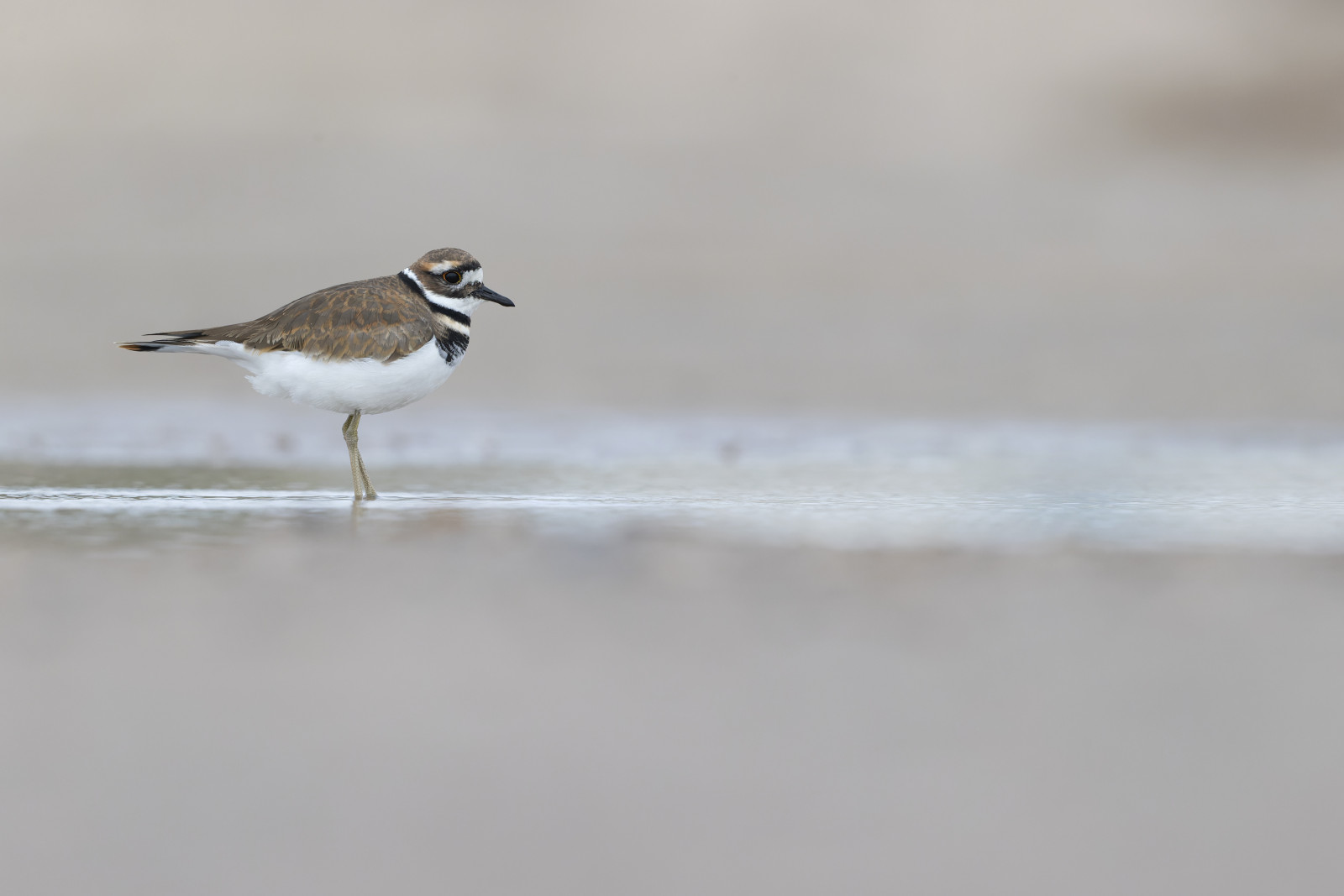 image Killdeer